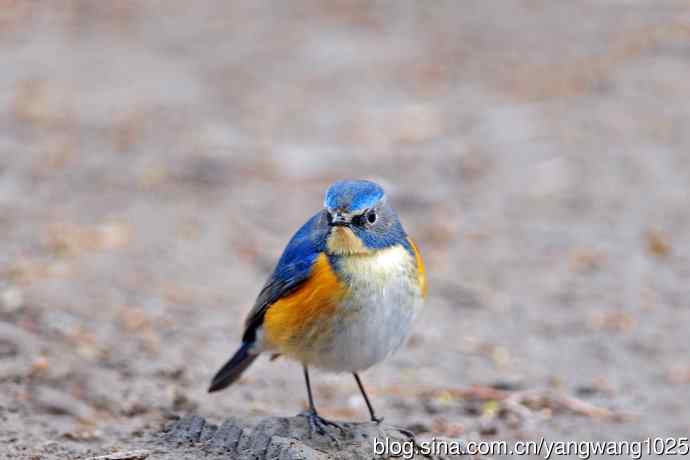 昨天好收获（雄性红胁蓝尾鸲）