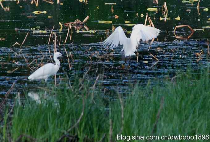 小白鹭黄昏捕鱼