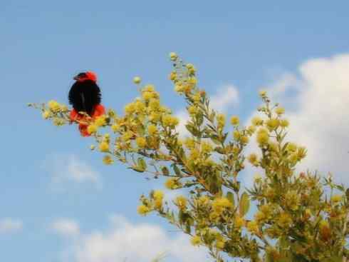 美丽无罪：雀鸟之寡妇鸟