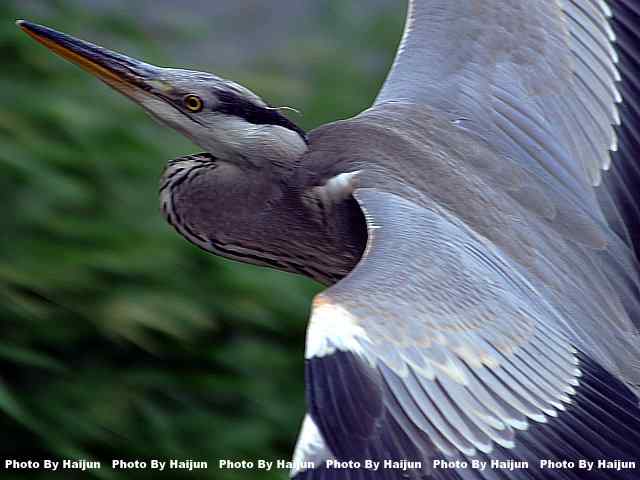 苍鹭飞行版 wbr爆框很愉快