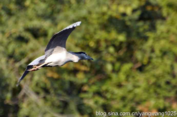 飞翔（夜鹭） wbr1