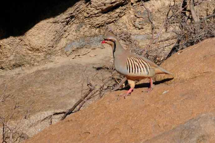 山岩上的石鸡★ 山岩上的石鸡★