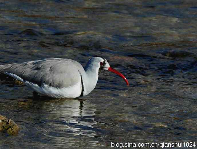 再遇鹮嘴.喜出望外