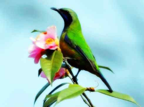 美丽无罪：雀鸟之叶鹎