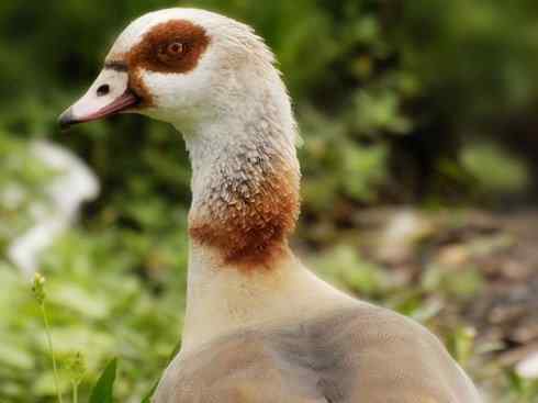雁鸭之最之十（罗纹鸭、巨头鹊鸭、埃及雁）