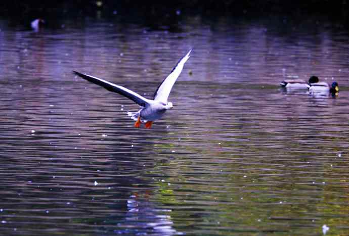 斑头雁（抓拍）5