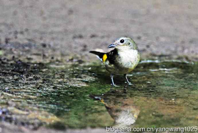 雌性白眉姬鹟（12）