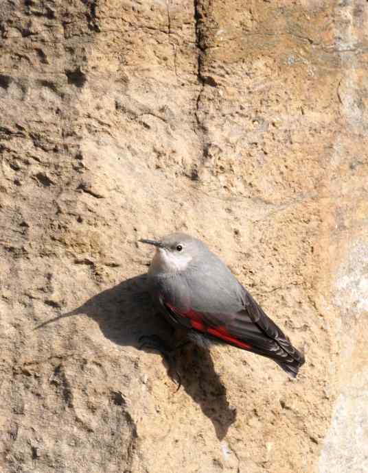 红翅悬壁灵动无比 红翅悬壁灵动无比