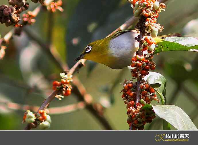 云南拍鸟：灰腹绣眼【实拍】