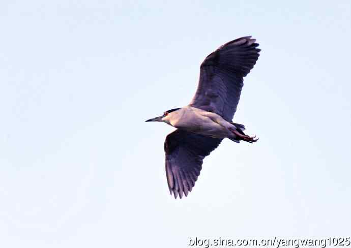 飞(夜鹭)50 飞(夜鹭)50