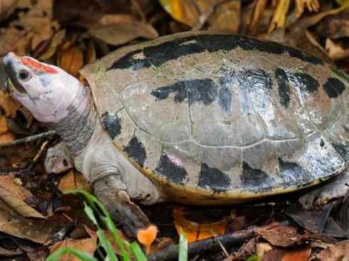 玄武：传说的兽原型探秘（潮龟）