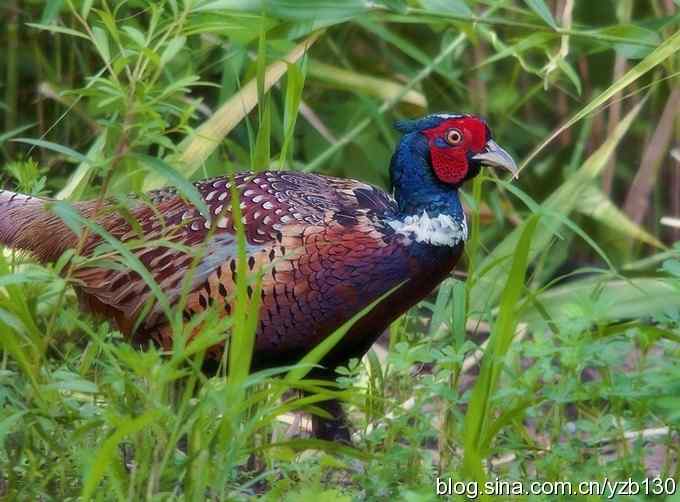 闲庭信步环颈稚（组图，21张图片）