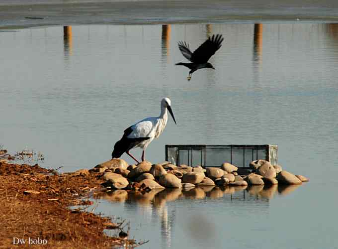 南海子再会白老鹳 南海子再会白老鹳