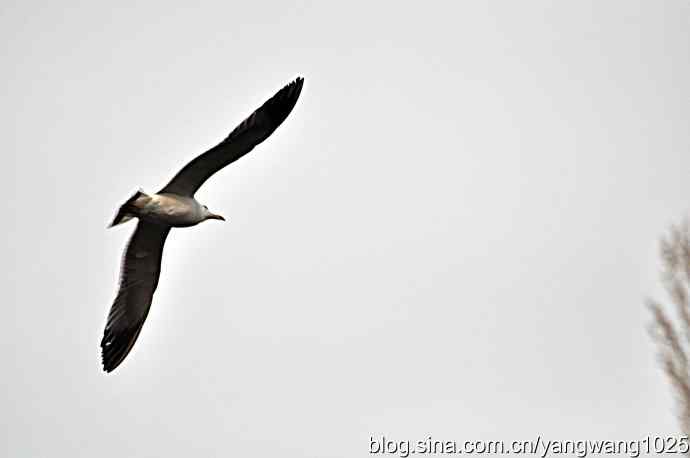 飞（海鸥）8