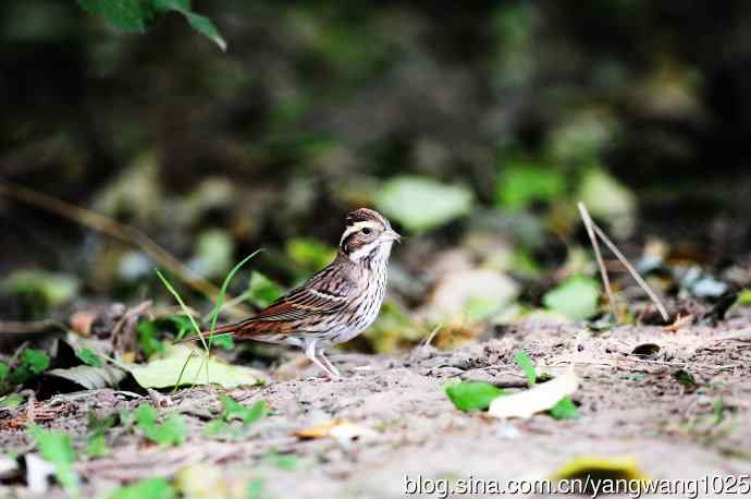 三道眉草鹀（2）