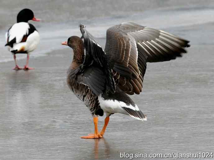 水禽湖冬季运动会