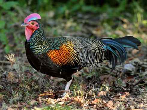 凤凰：传说的鸟原型探秘（原鸡）