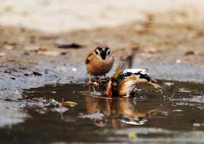 北京天坛公园的鸟类——洗浴与争斗