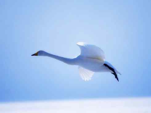 欣赏：美丽的天鹅