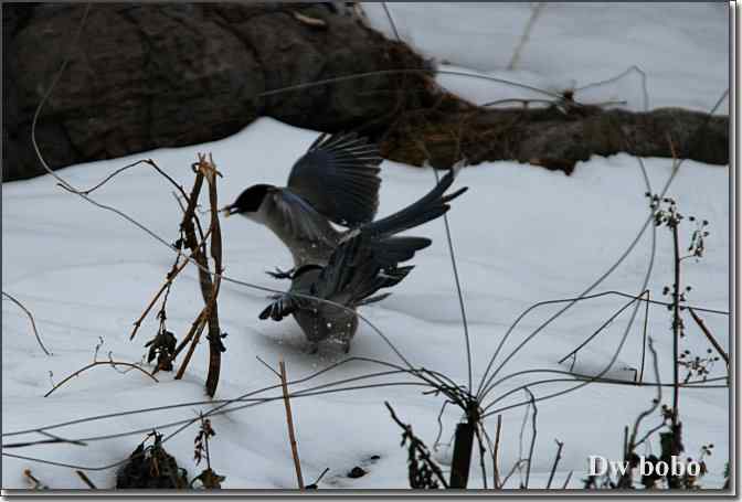 点击图片或使用键盘← →翻页