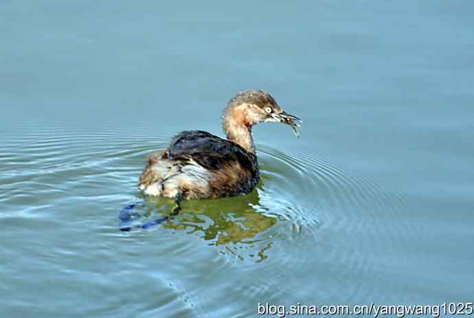 颐和园的收获（小PT）