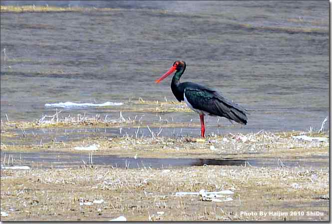  点击图片或使用键盘← →翻页