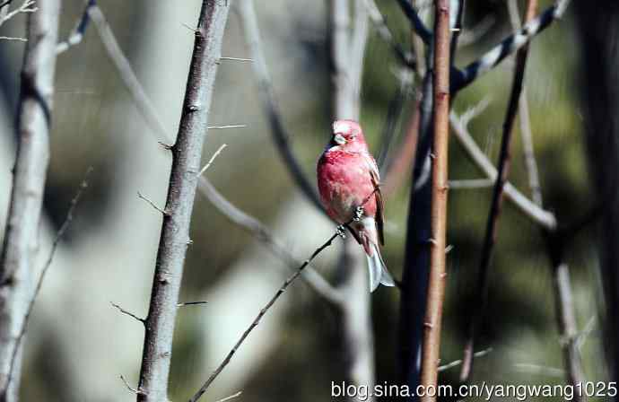 雄性北朱雀（1）