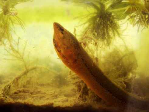 鱼类活化石：鳄雀鳝