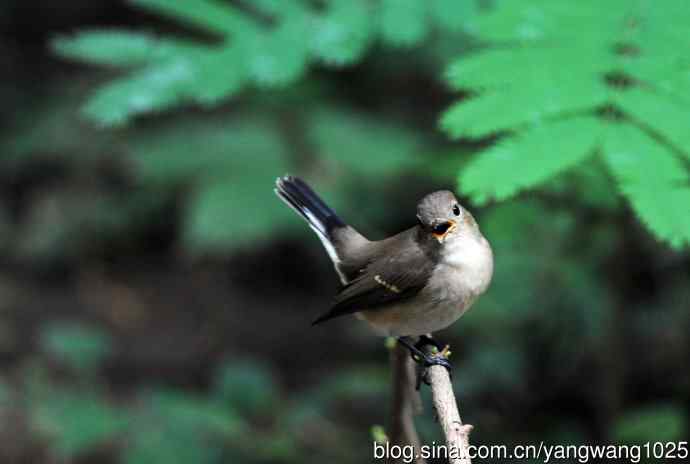 与您交流、沟通的红喉姬鹟 与您交流、沟通的红喉姬鹟