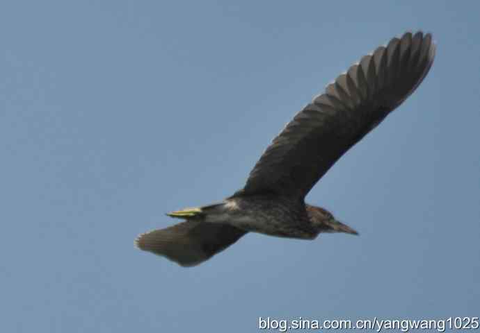 夜鹭(大丽抓拍) 夜鹭(大丽抓拍)