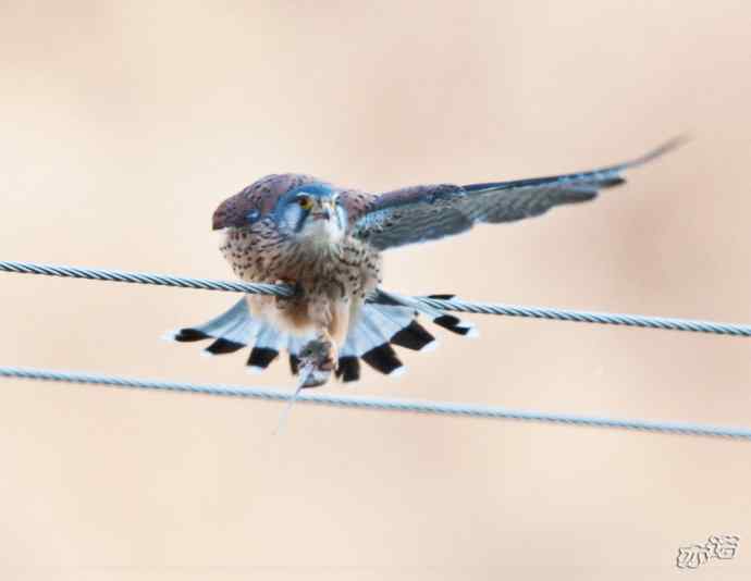 红隼吞鼠全记录（之二）
