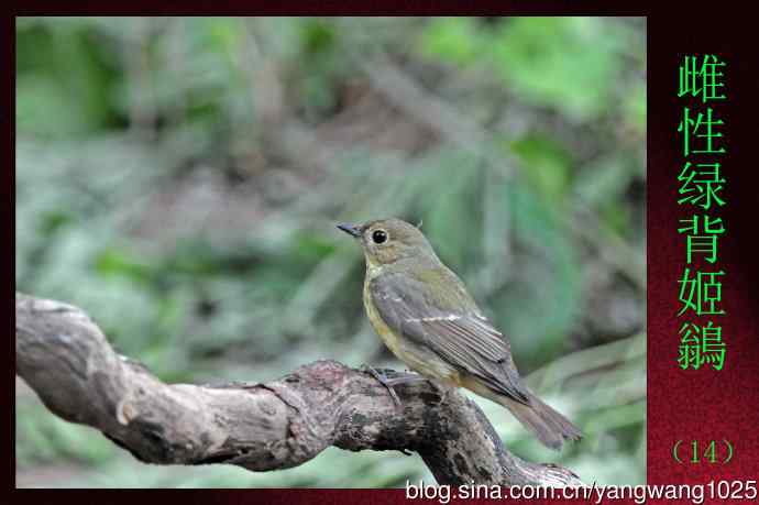 雌性绿背姬鶲（14）