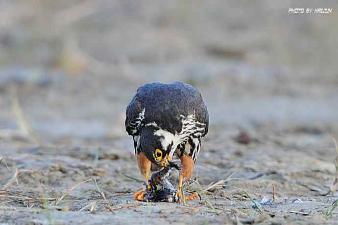 秋实（鹤鹬 wbr遗鸥 wbr扇尾沙锥 wbr金斑鸻）