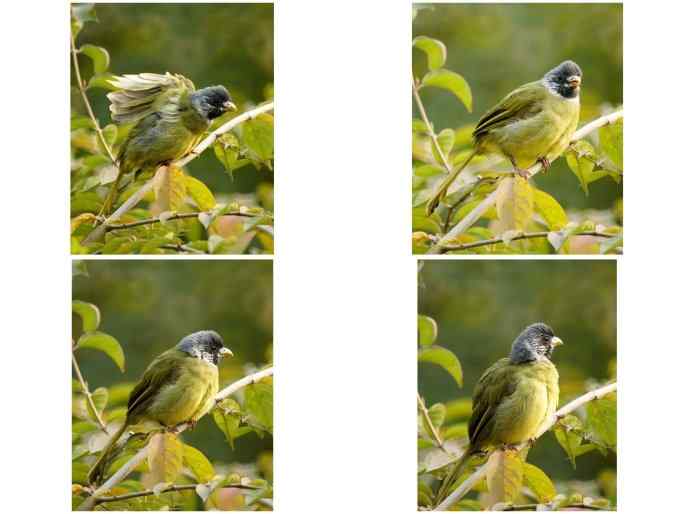 白头鹎和领雀嘴鹎