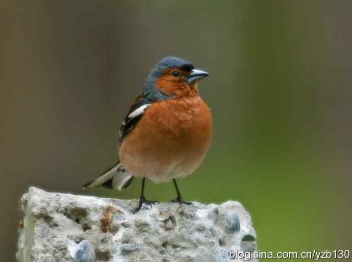 苍头燕雀标准像（组图，12张图片）