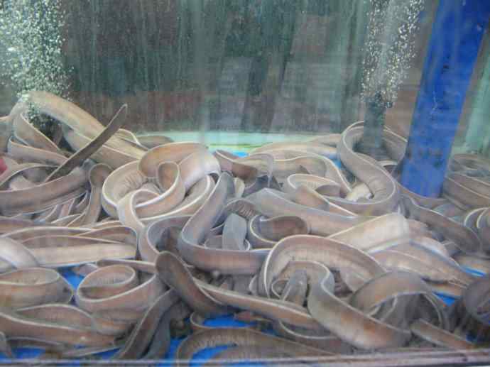 鱼类活化石:盲鳗 鱼类活化石:盲鳗