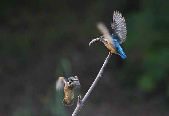 223.可爱小翠---（小翠鸟学本领）互动版