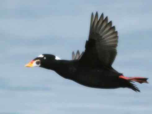 雁鸭之最之八（海番鸭、琵嘴鸭、绿翅鸭、鹊鸭）