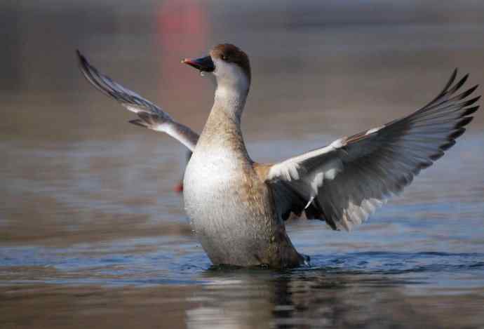 红嘴潜鸭的幸福生活