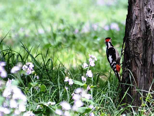 向战斗在打鸟第一线的海君葛格致以崇高的革命敬礼！