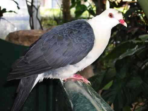 白头鸟系列：另类的美丽11（鸠鸽）