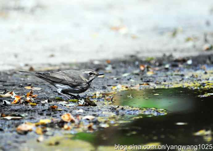 赤颈鸫的一个亚种（记录版）