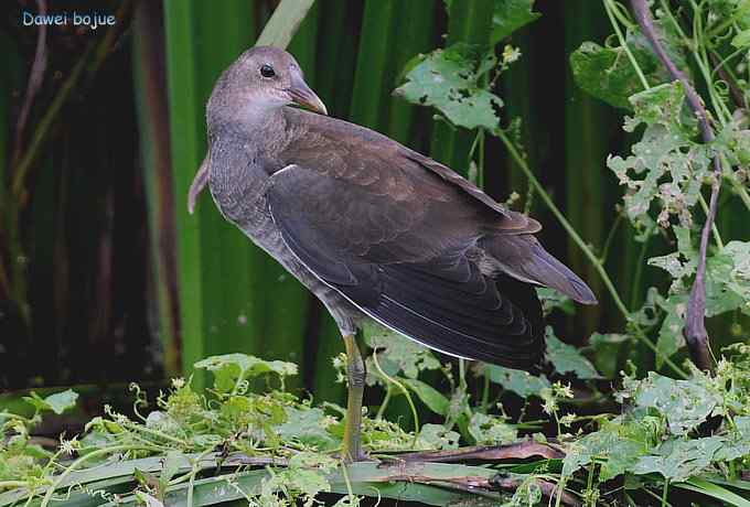黑水鸡少年健身版