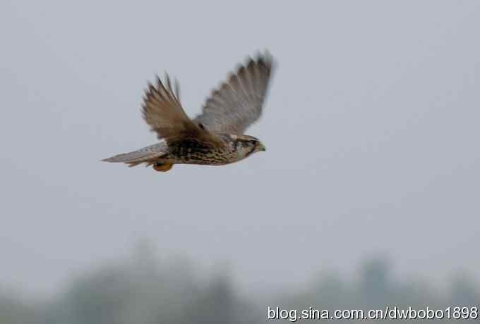 猎隼：国保二级猛禽