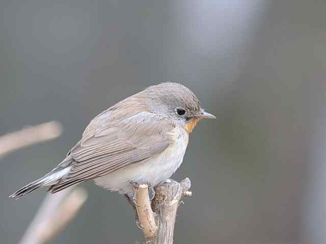 圆明园的红胸姬鹟