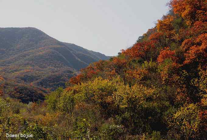 永定河湿地观鸟秋游