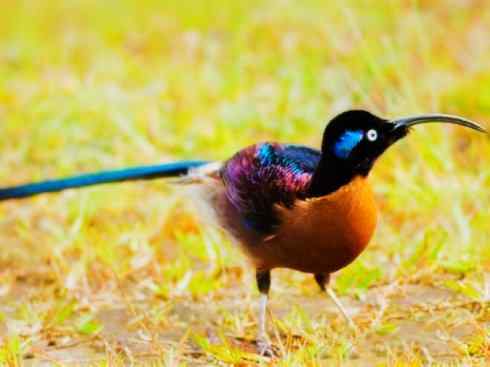 美丽无罪:雀鸟之极乐鸟 美丽无罪:雀鸟之极乐鸟