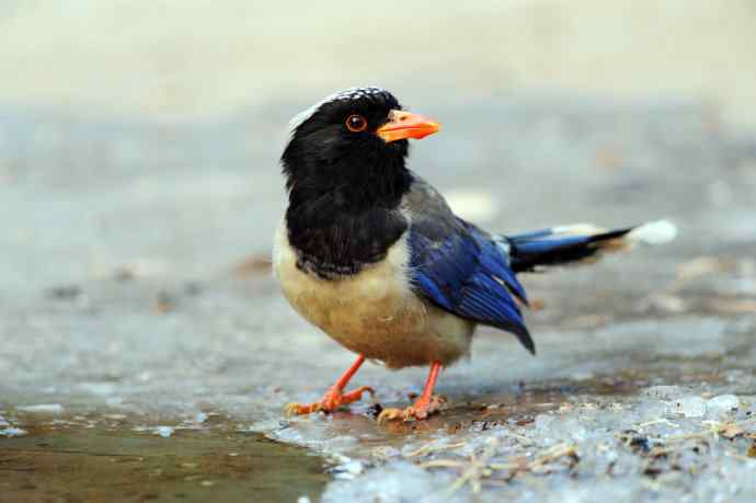 秃尾巴的红嘴蓝鹊