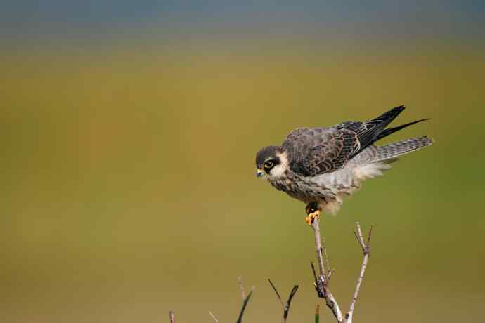 枝头秀（晨光中的小隼）