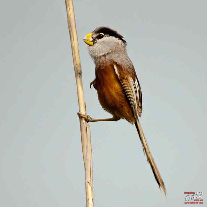 衡水湖&nbsp;wbr路&nbsp;wbr震旦鸦雀